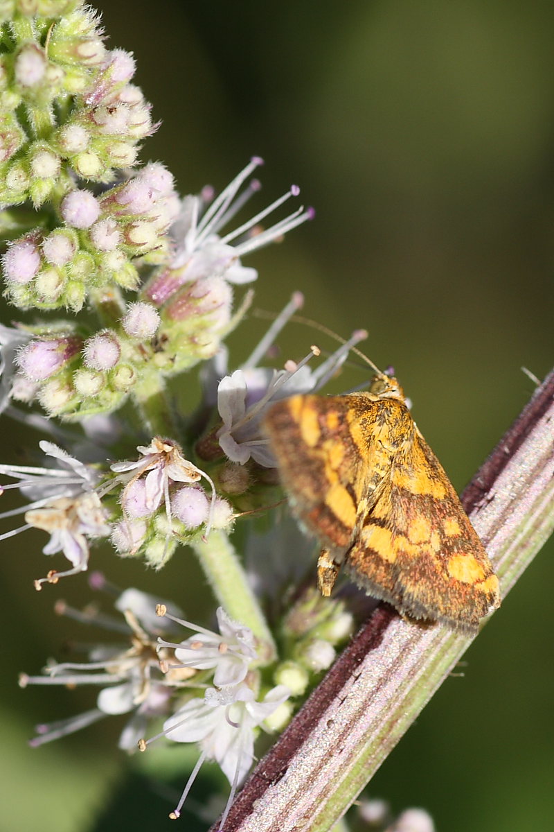 Pyrausta purpuralis ? No, Pyrausta aurata