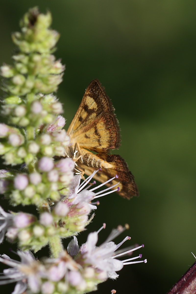 Pyrausta purpuralis ? No, Pyrausta aurata