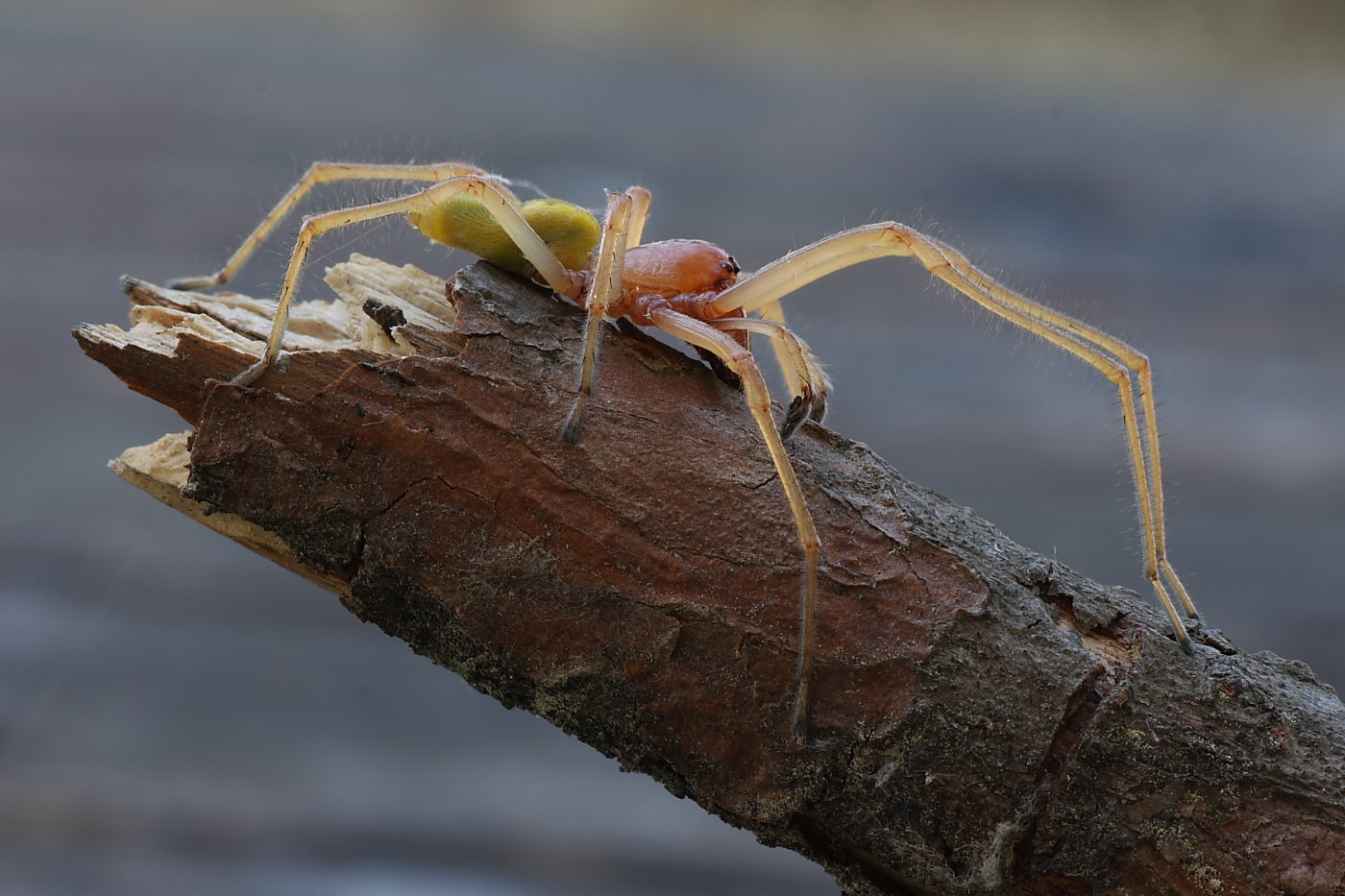 Cheiracanthium sp.