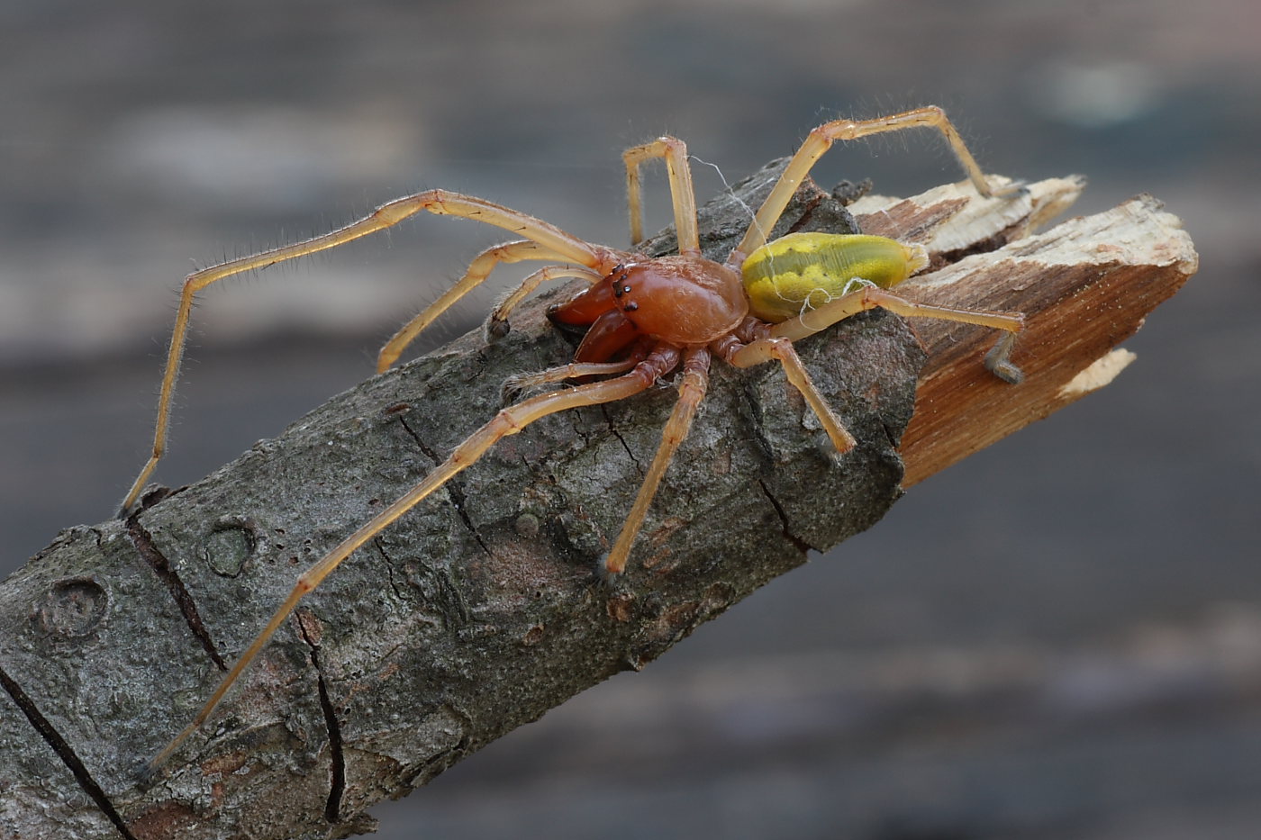 Cheiracanthium sp.