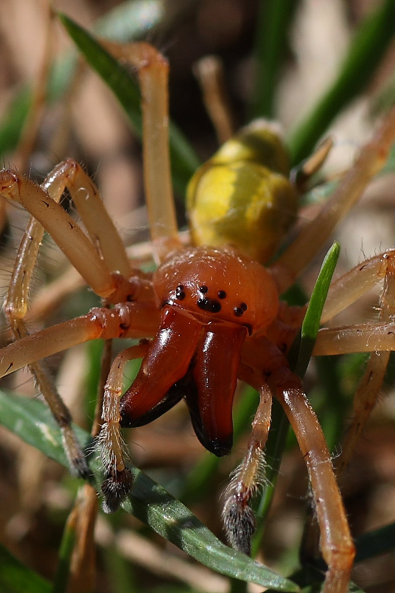 Cheiracanthium sp.