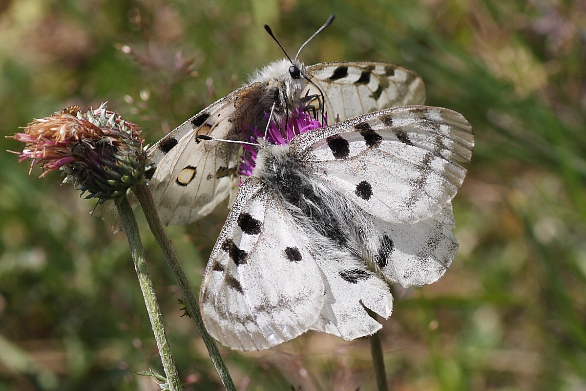 Domanda su Parnassius apollo