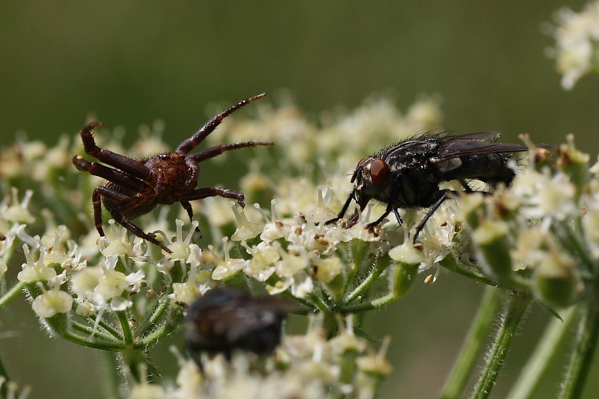 Agguato mortale (Xisticus cattura dittero)