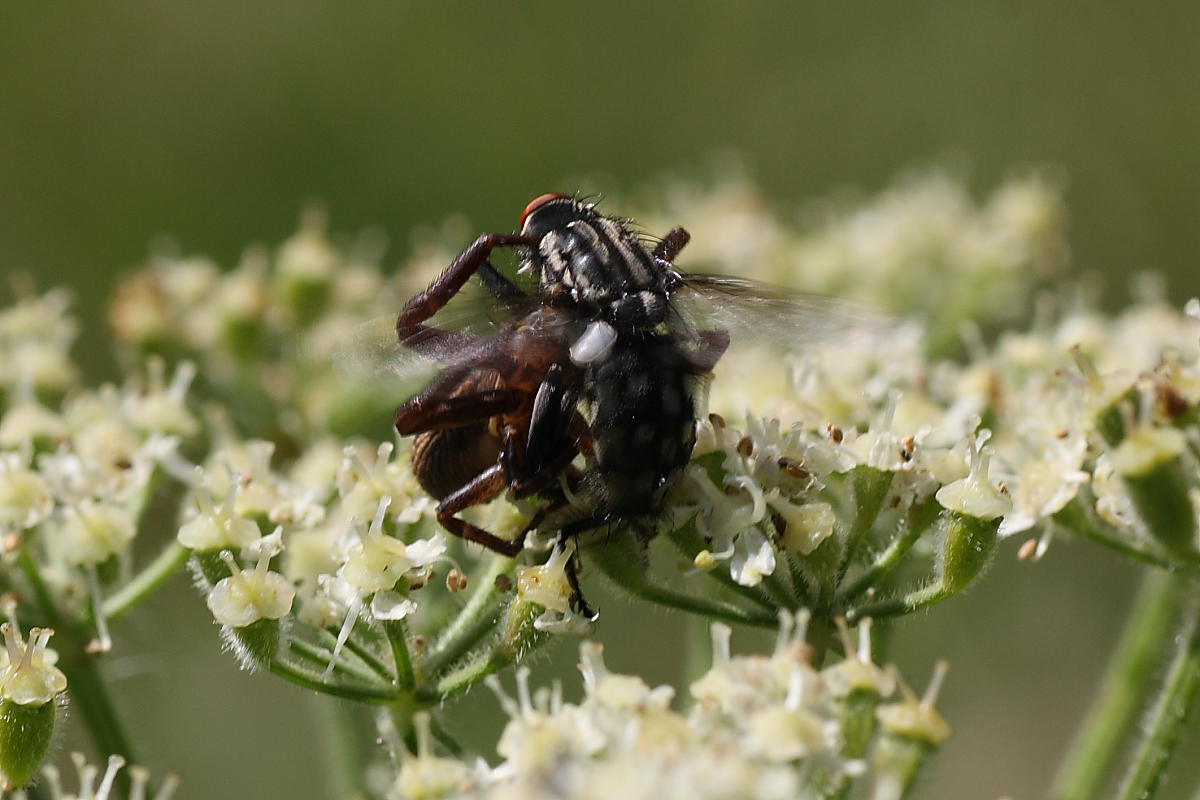 Agguato mortale (Xisticus cattura dittero)