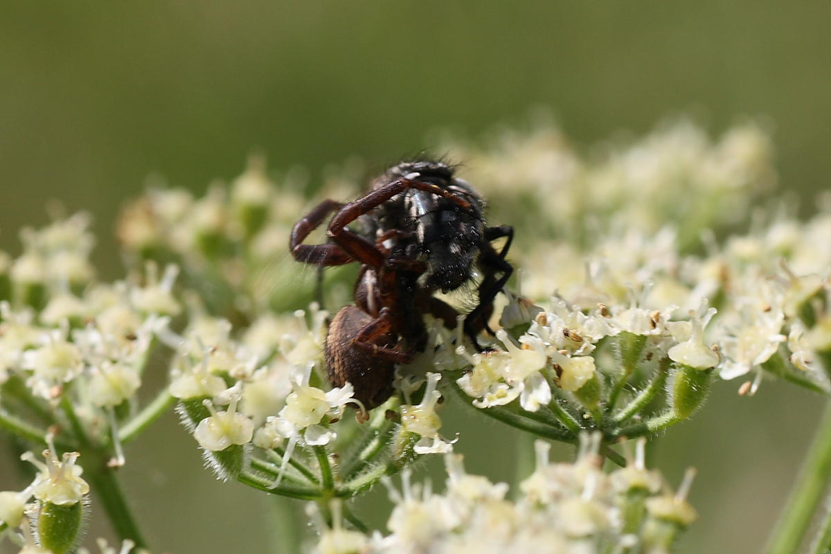 Agguato mortale (Xisticus cattura dittero)