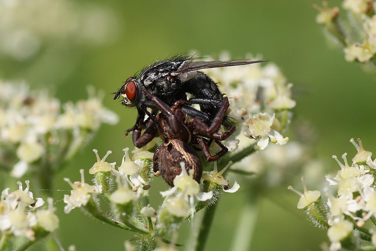 Agguato mortale (Xisticus cattura dittero)