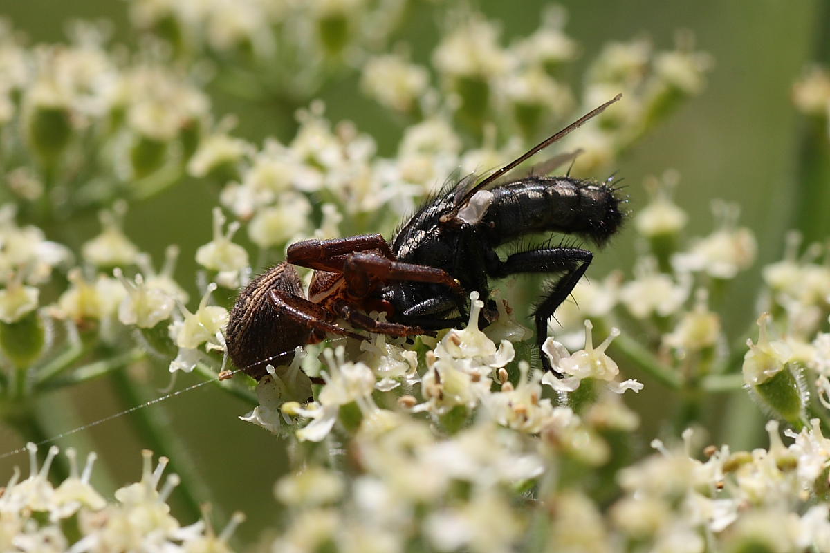 Agguato mortale (Xisticus cattura dittero)