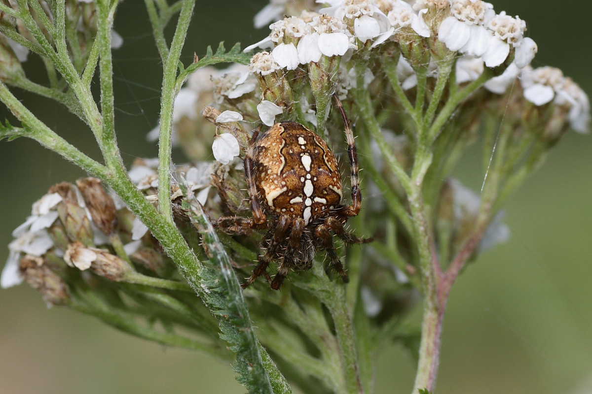 Araneus diadematus ?