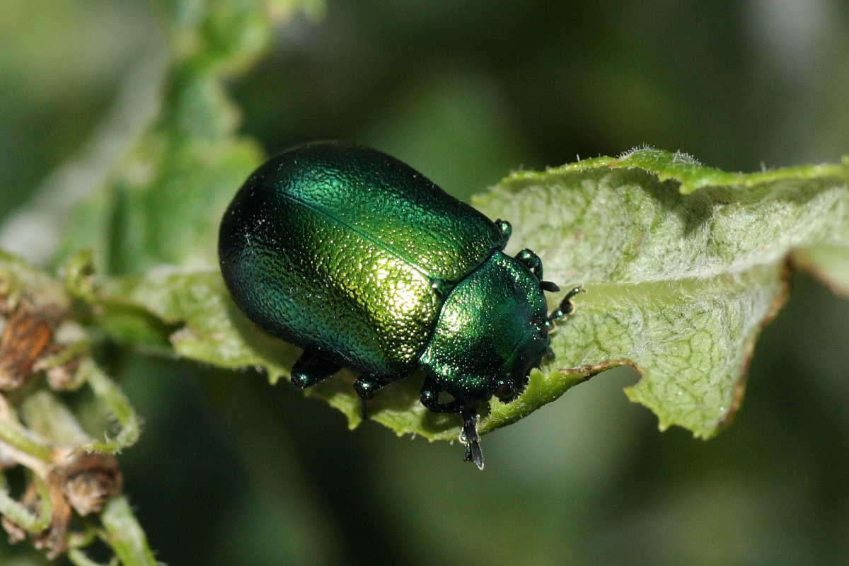 Quattro Chrysomelidae (Oreina e Chrysolina)?  No, tutte Oreina