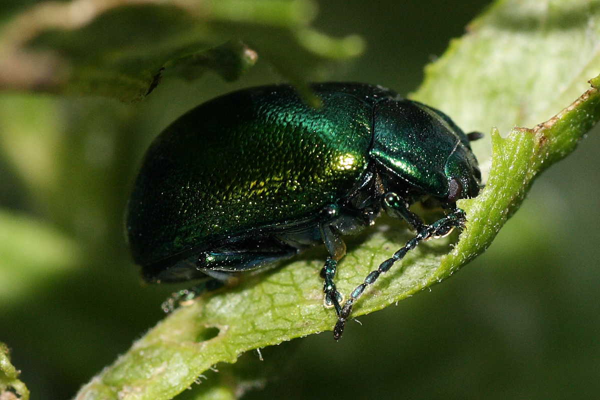 Quattro Chrysomelidae (Oreina e Chrysolina)?  No, tutte Oreina