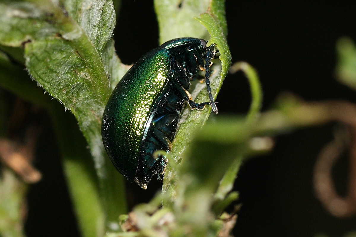 Quattro Chrysomelidae (Oreina e Chrysolina)?  No, tutte Oreina