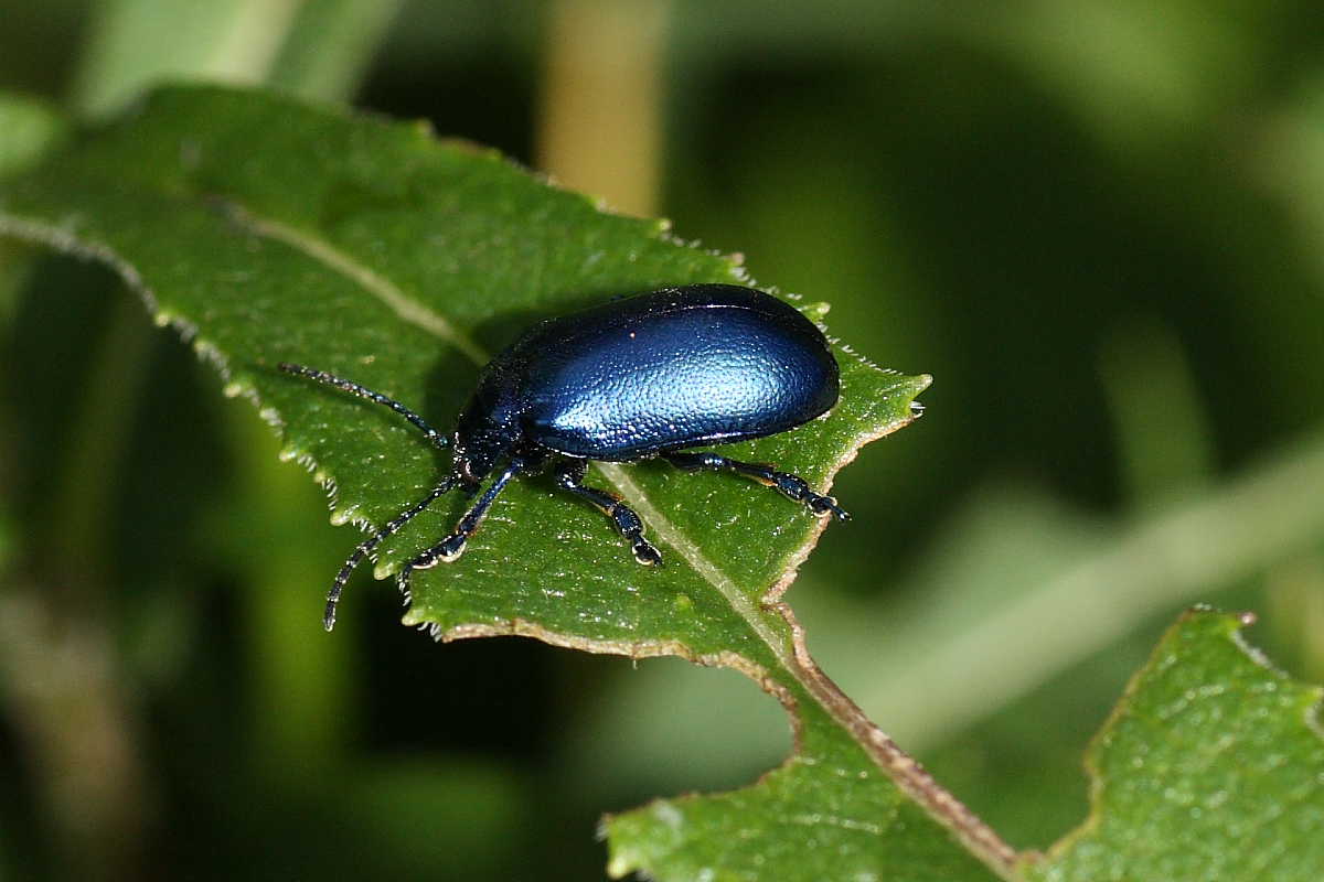 Quattro Chrysomelidae (Oreina e Chrysolina)?  No, tutte Oreina