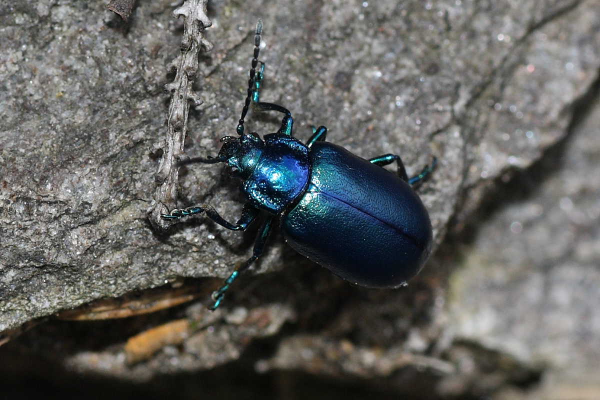 Quattro Chrysomelidae (Oreina e Chrysolina)?  No, tutte Oreina