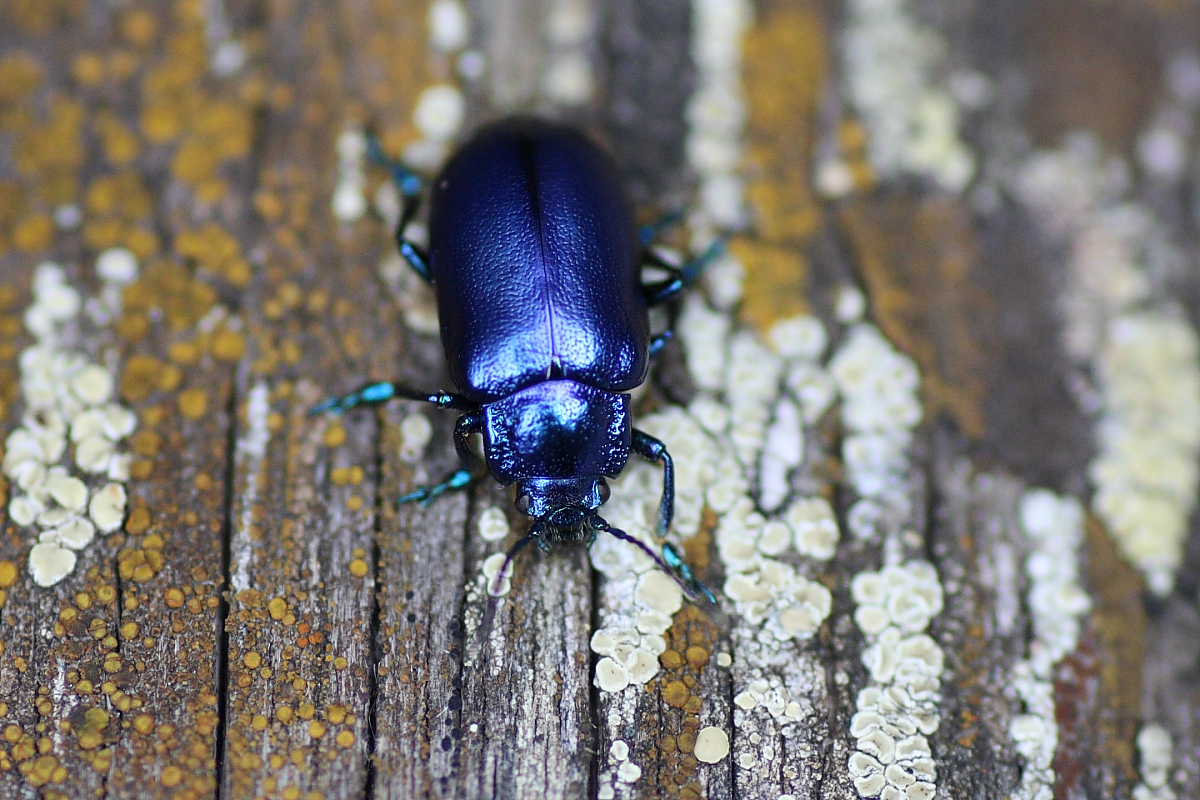 Quattro Chrysomelidae (Oreina e Chrysolina)?  No, tutte Oreina