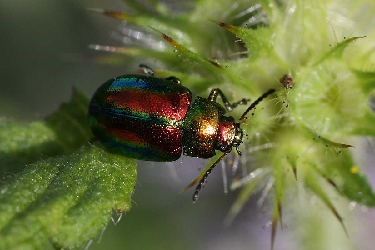 Quattro Chrysomelidae (Oreina e Chrysolina)?  No, tutte Oreina