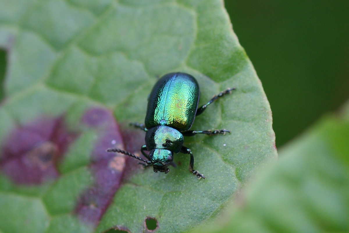 Quattro Chrysomelidae (Oreina e Chrysolina)?  No, tutte Oreina