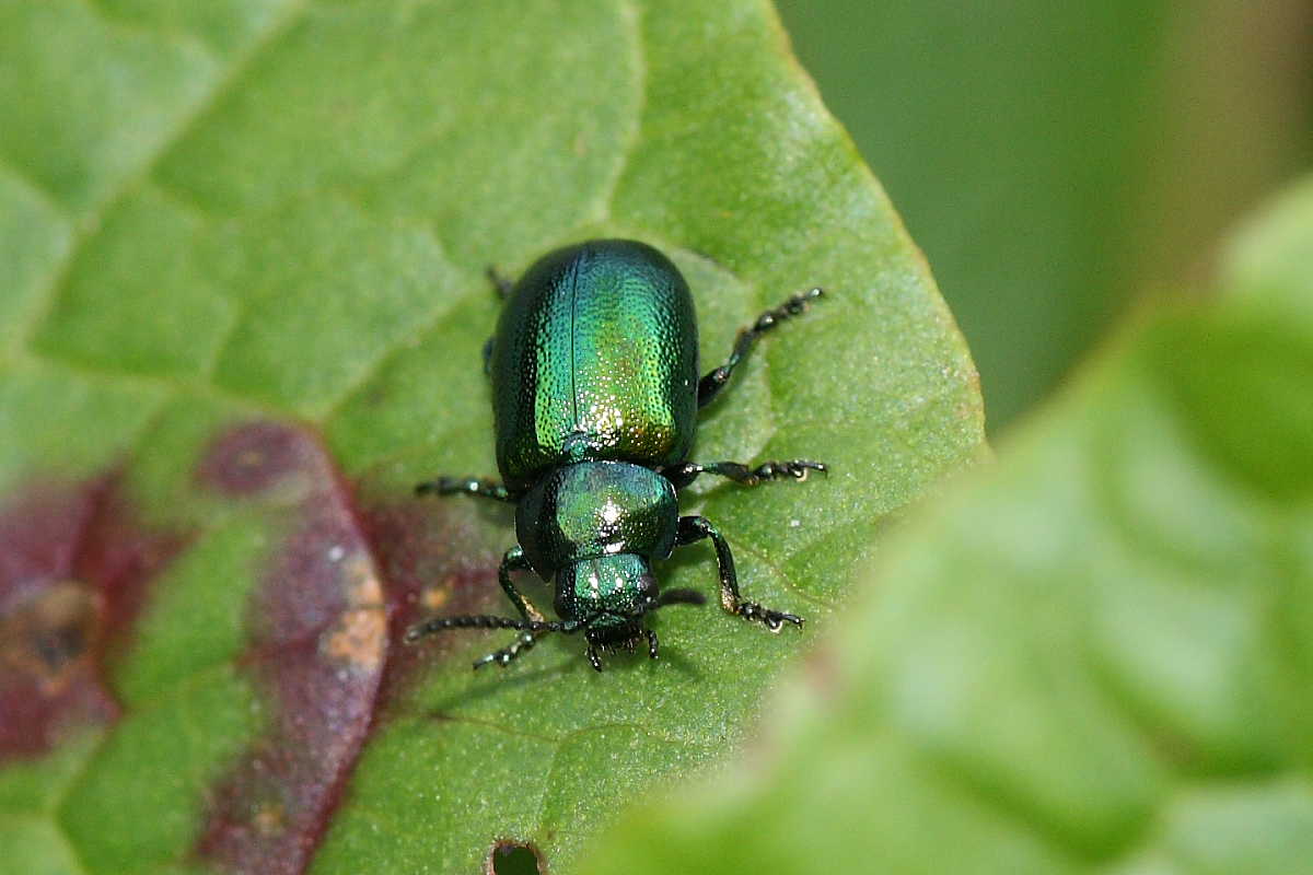 Quattro Chrysomelidae (Oreina e Chrysolina)?  No, tutte Oreina