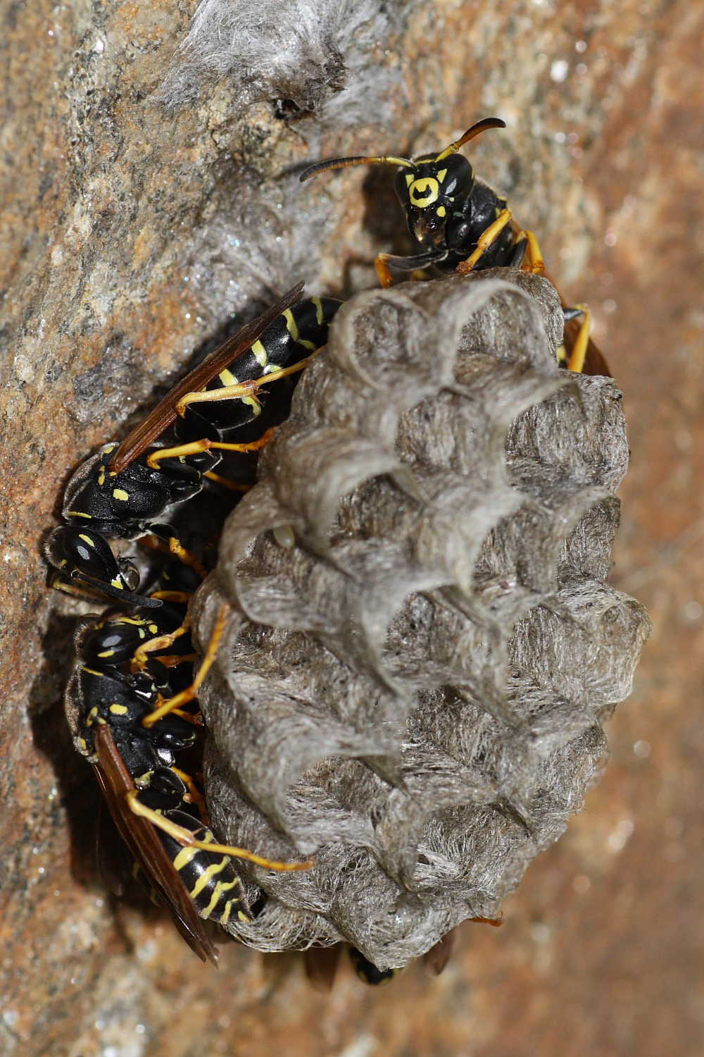 Nido di Polistes biglumis bimaculatus in alta quota