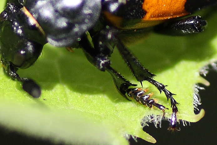 Nicrophorus vespilloides