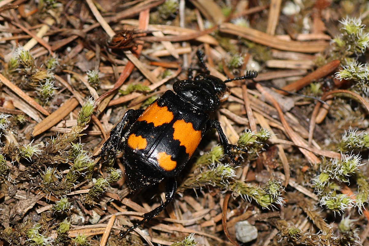 Nicrophorus vespilloides