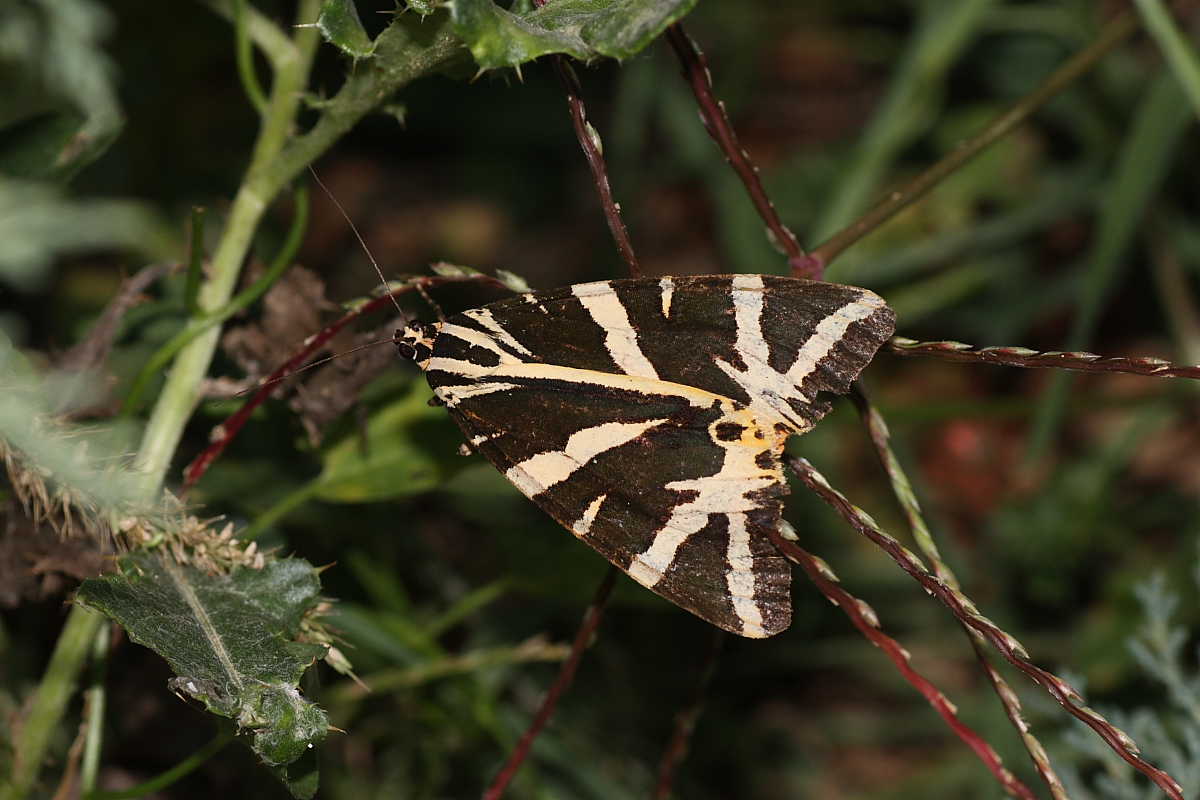 Identificazione please - Euplagia quadripunctaria