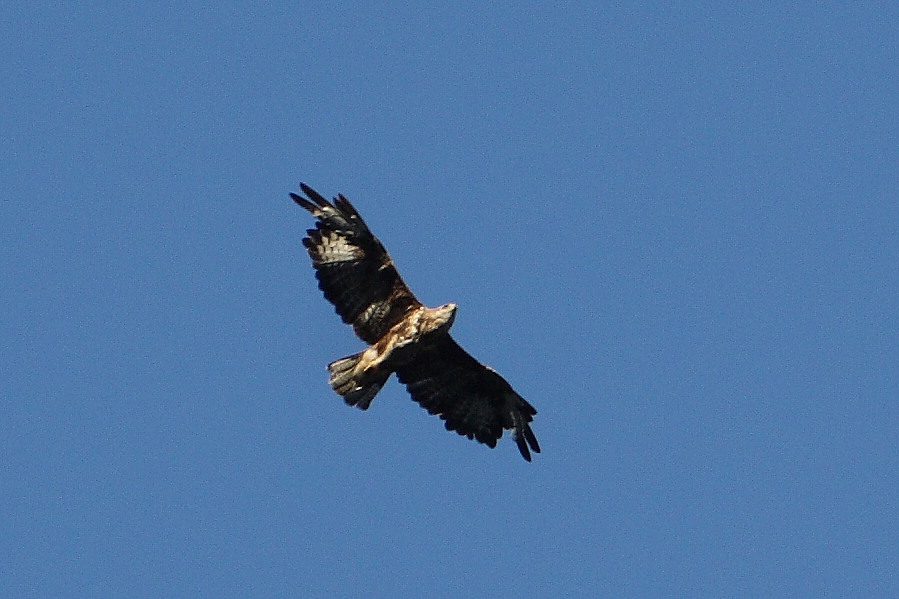 Rapace da identificare