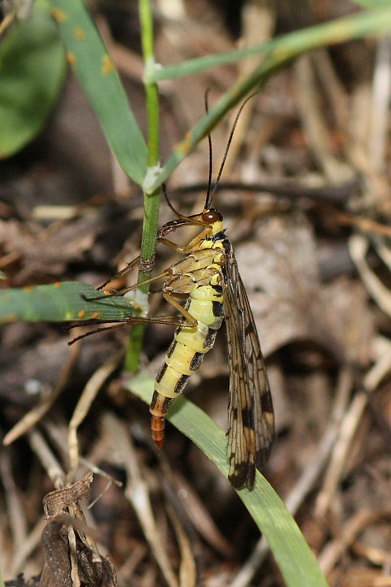 Panorpa sp. (femmina)