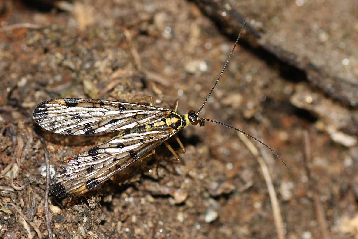 Panorpa sp. (femmina)