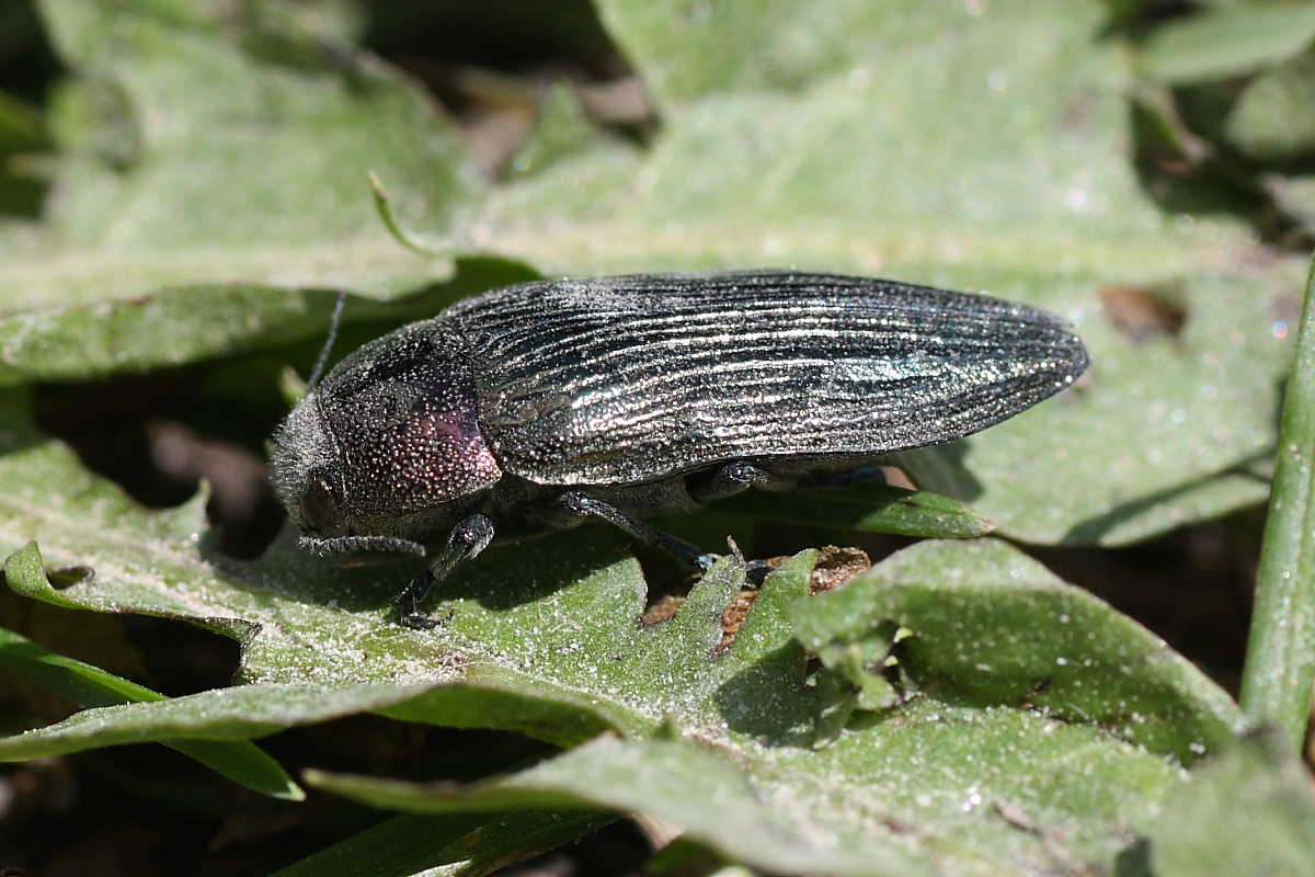 Buprestidae: Buprestis cfr rustica