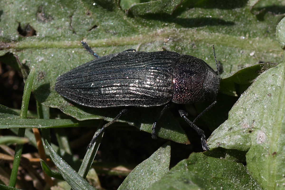 Buprestidae: Buprestis cfr rustica