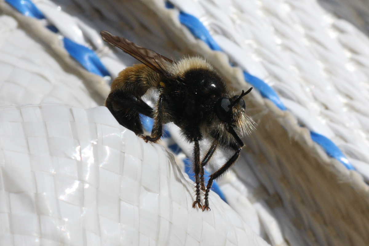 Possibile Laphria flava (Asilidae)