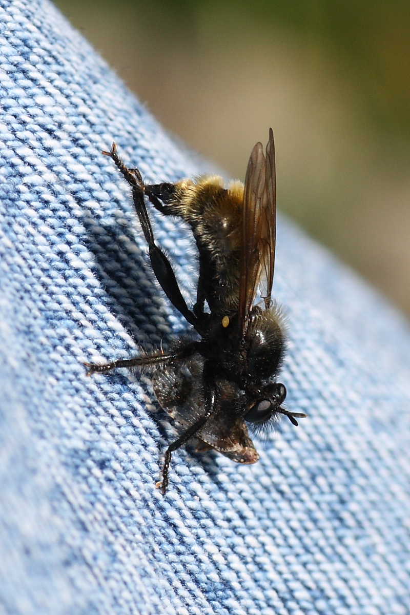 Possibile Laphria flava (Asilidae)