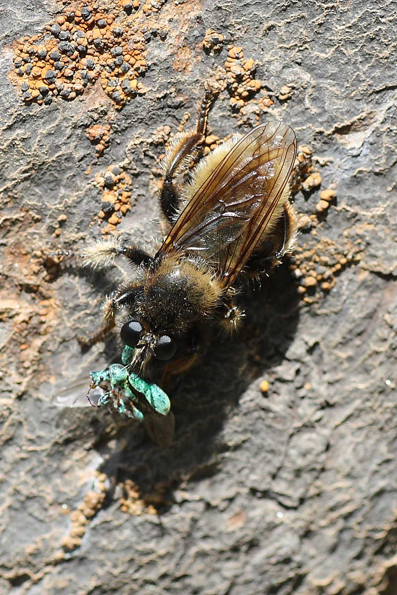 Possibile Laphria flava (Asilidae)