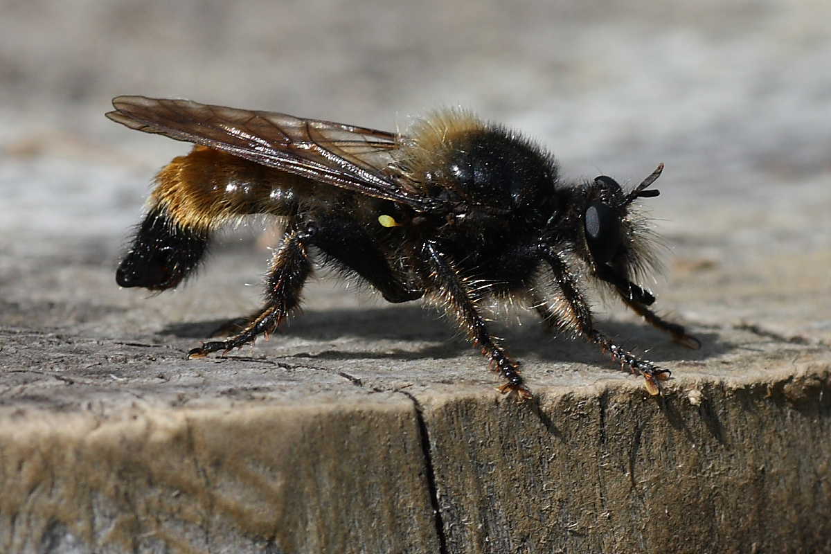 Possibile Laphria flava (Asilidae)