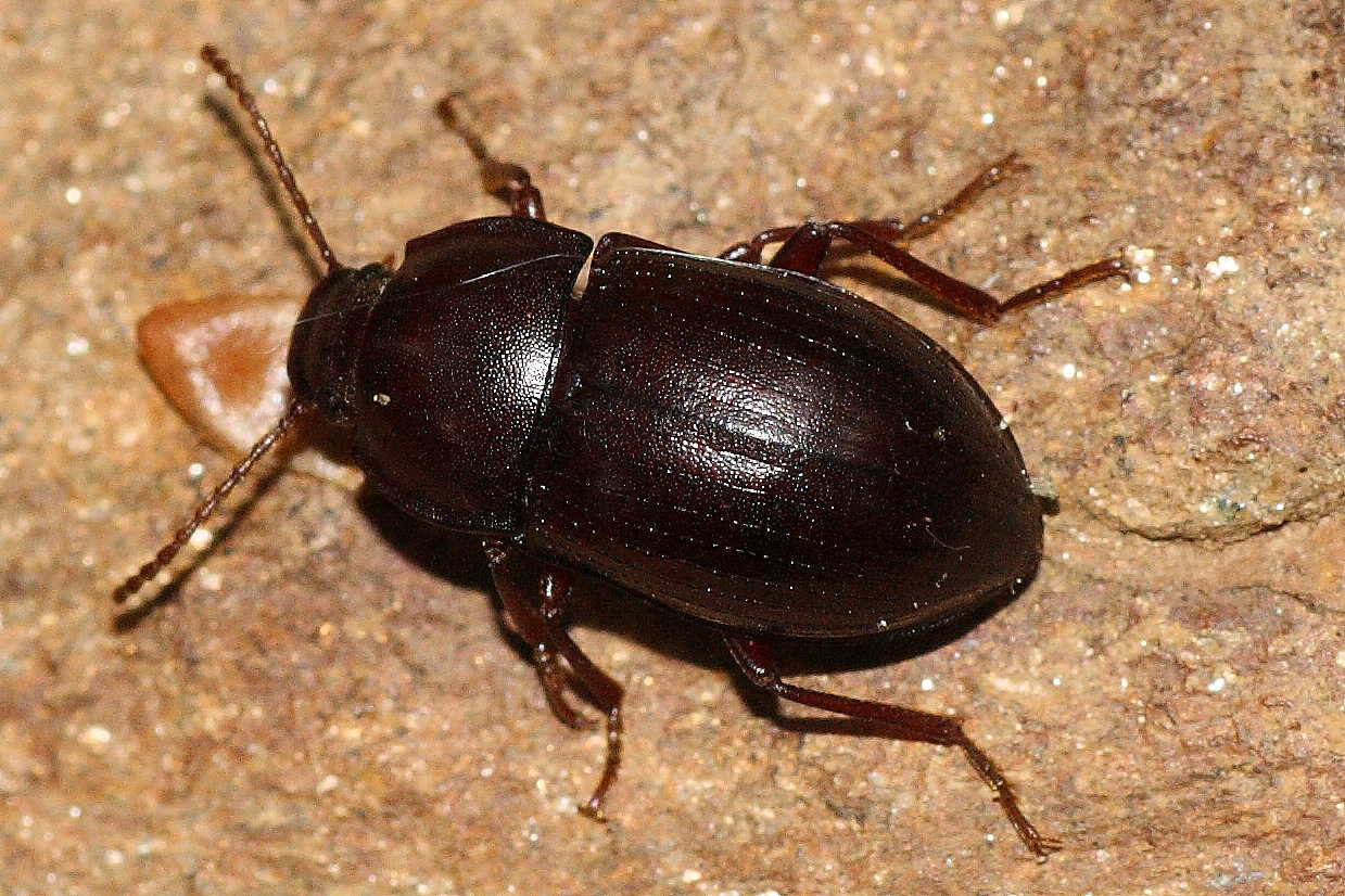 Nalassus sp.