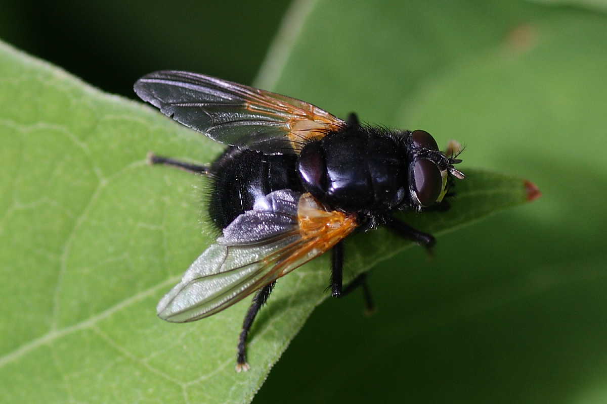 Mesembrina mystacea