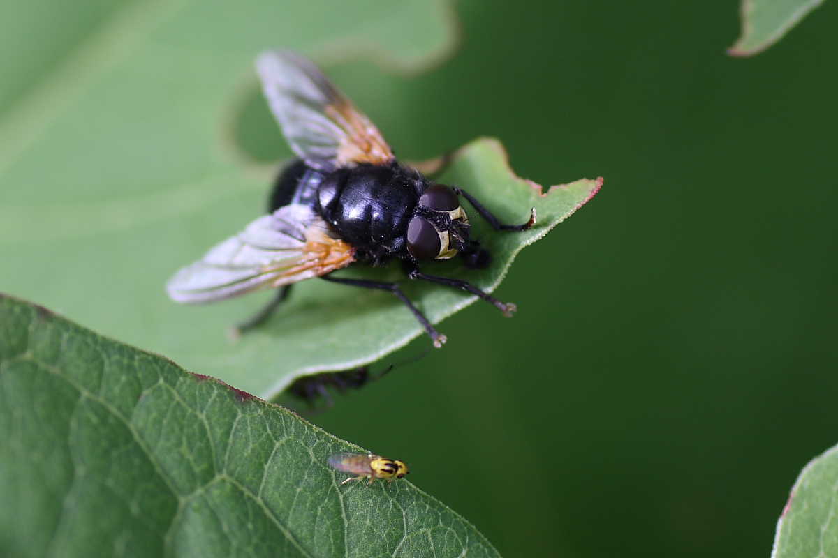 Mesembrina mystacea