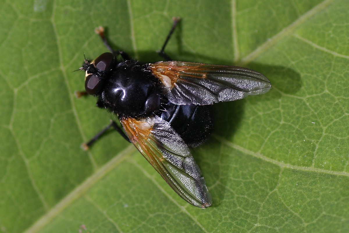 Mesembrina mystacea