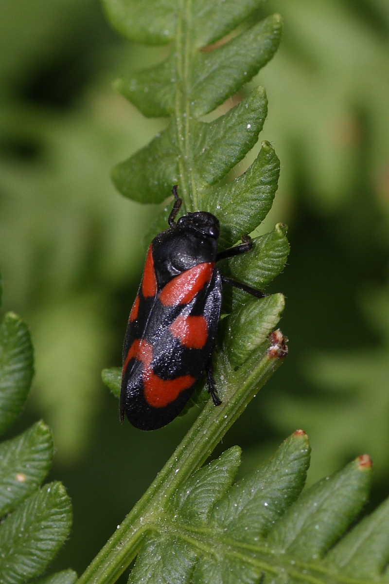 Cercopis vulnerata ?.....Yes !