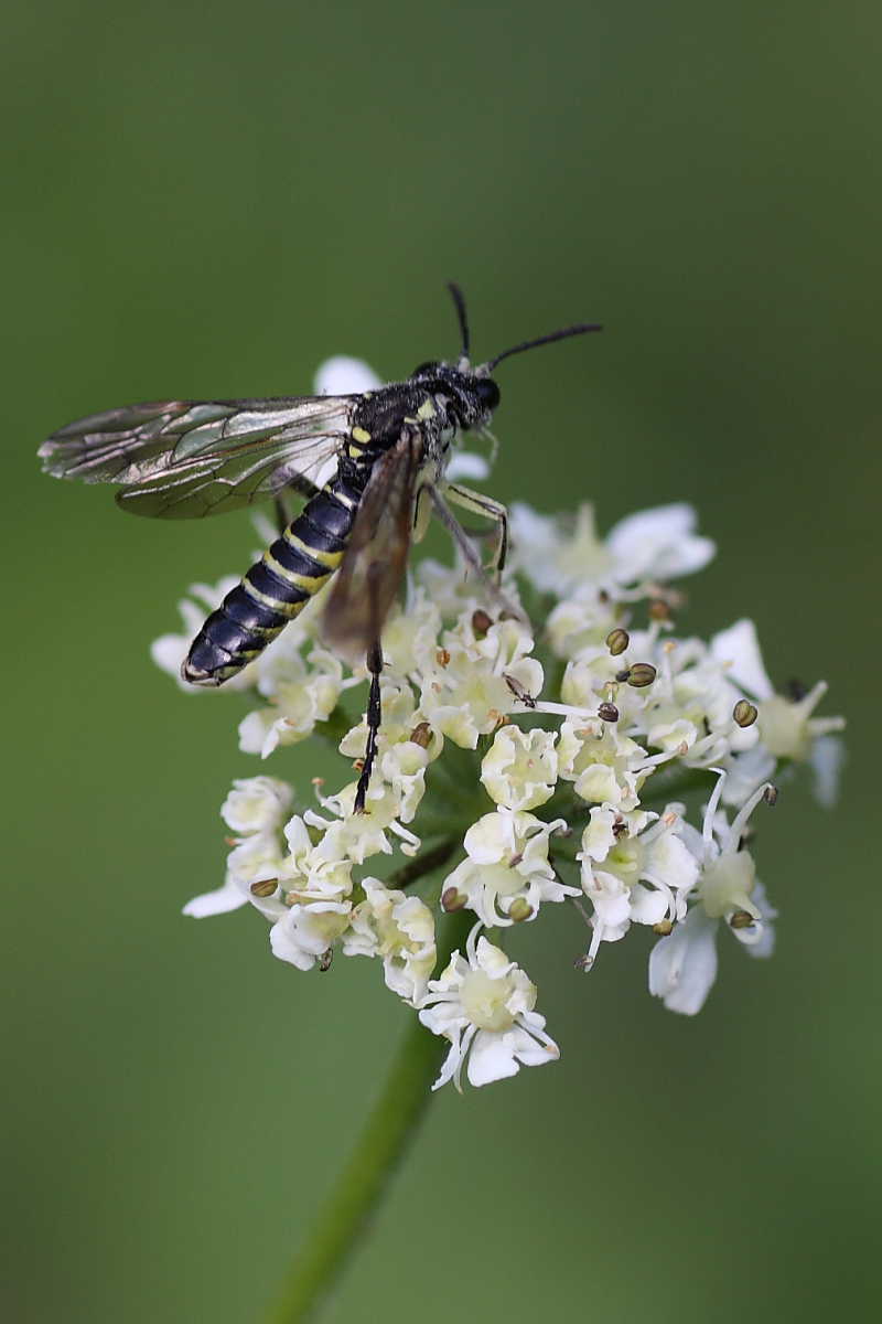 Tenthredinidae