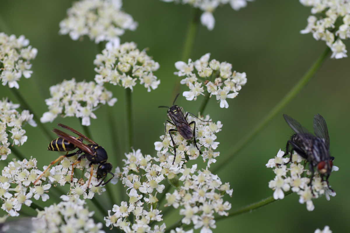 Tenthredinidae