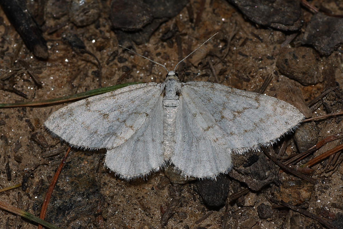 Da identificare - Mesotype verberata