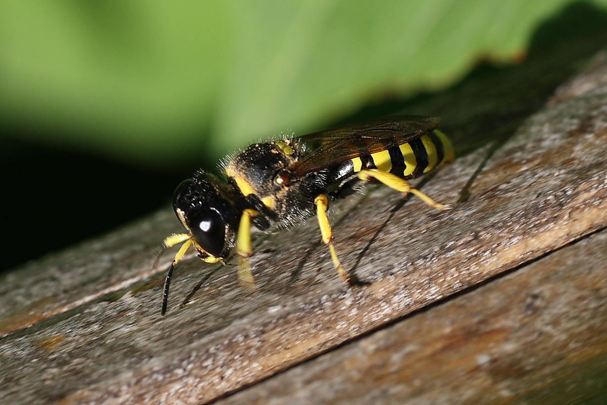 Ectemnius sp. (Crabronidae)