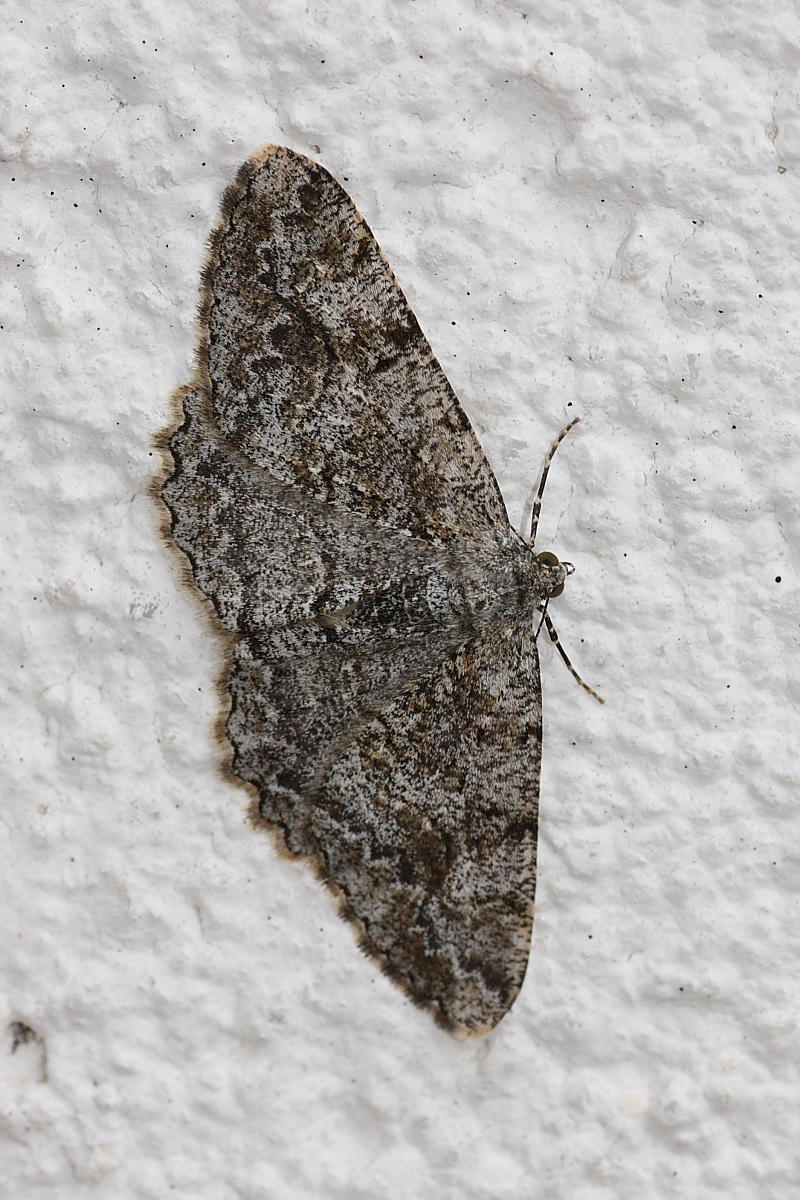 Geometridae da identificare