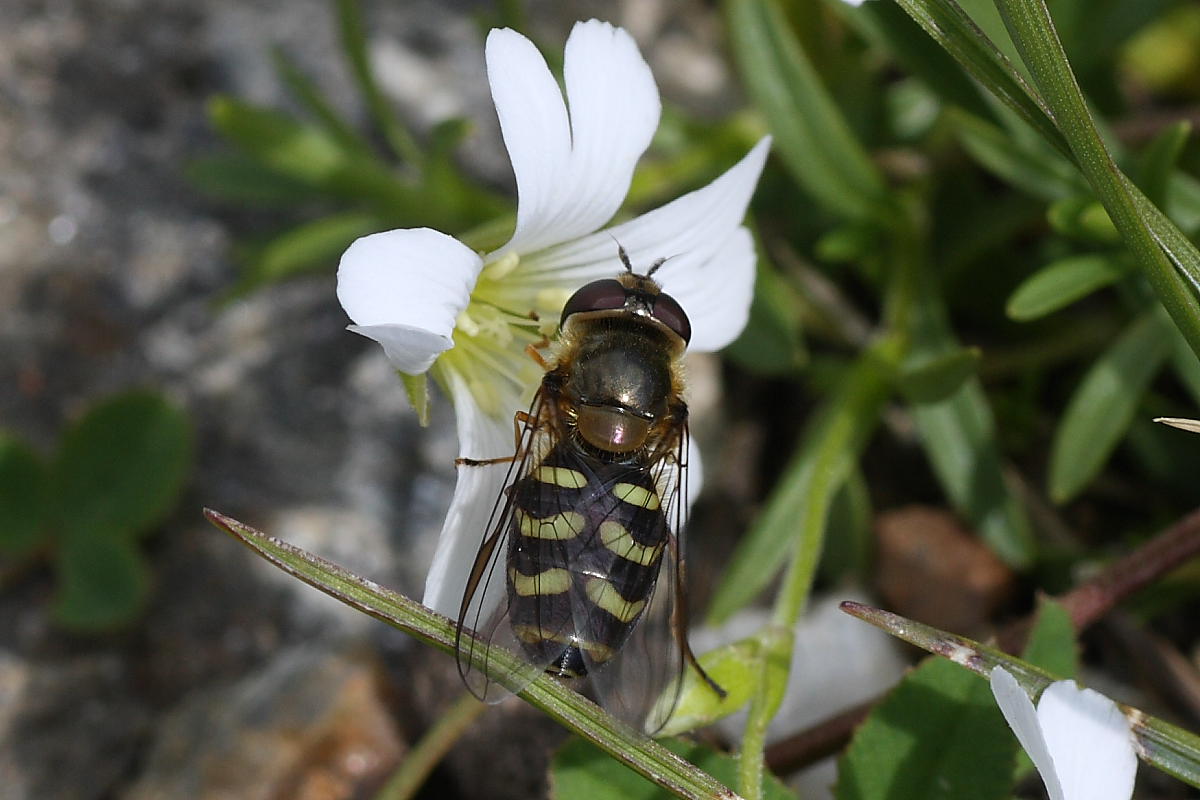 Sirfide d''alta quota: Scaeva selenitica (?)