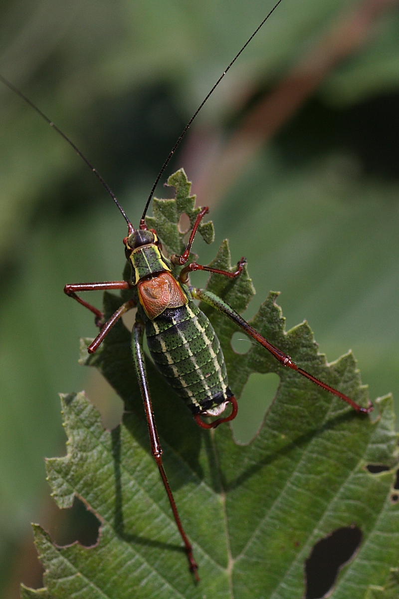 Barbitistes alpinus ?