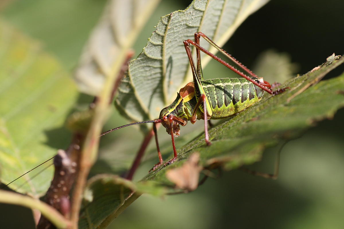 Barbitistes alpinus ?