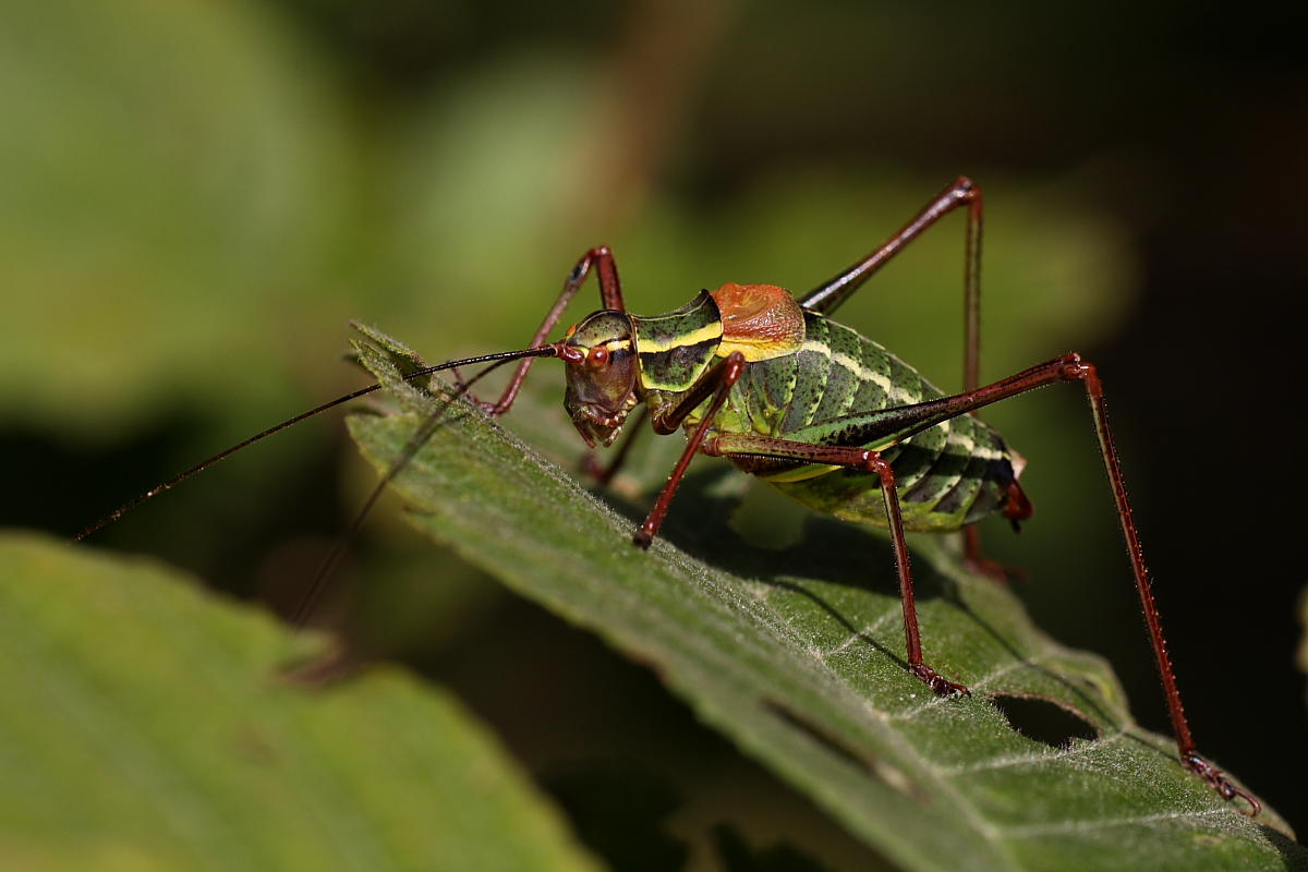 Barbitistes alpinus ?