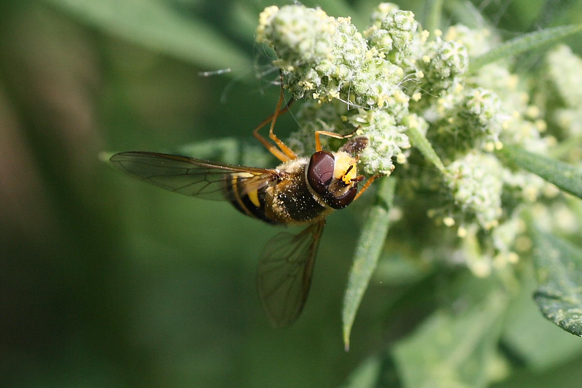 Syrphus ap. (Syrphidae)