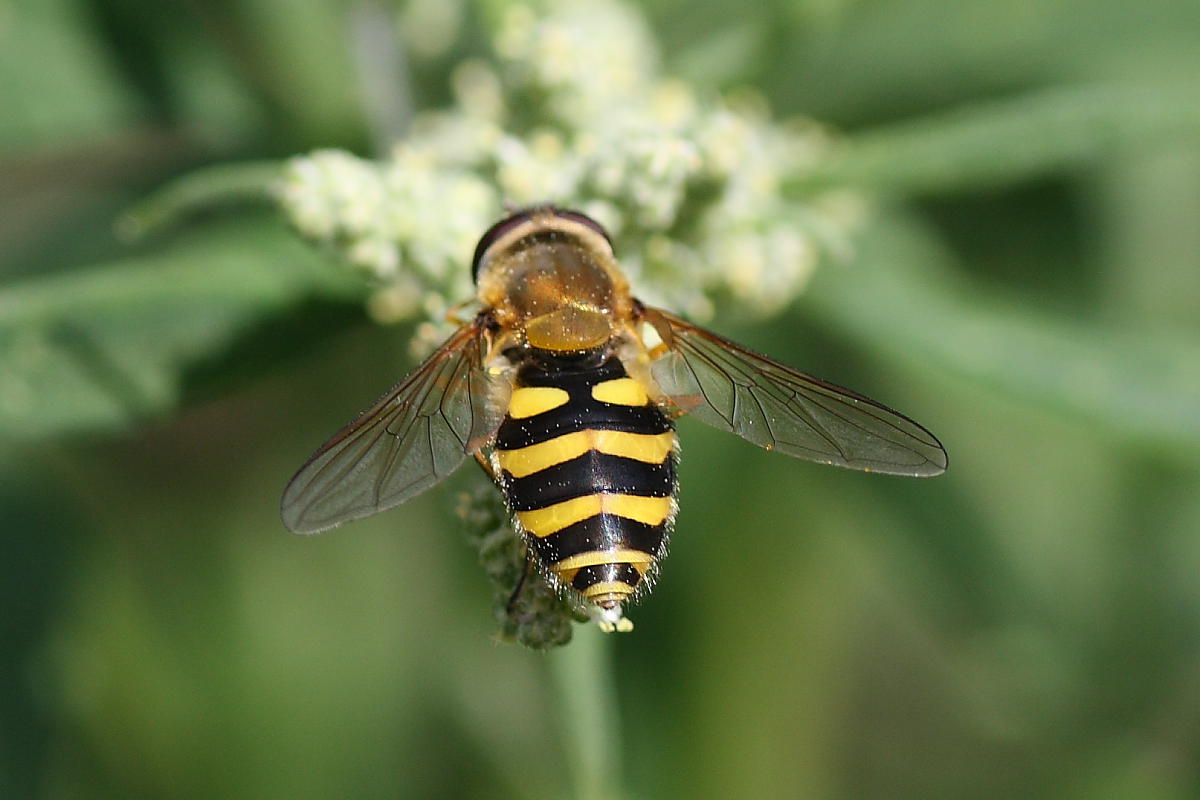 Syrphus ap. (Syrphidae)